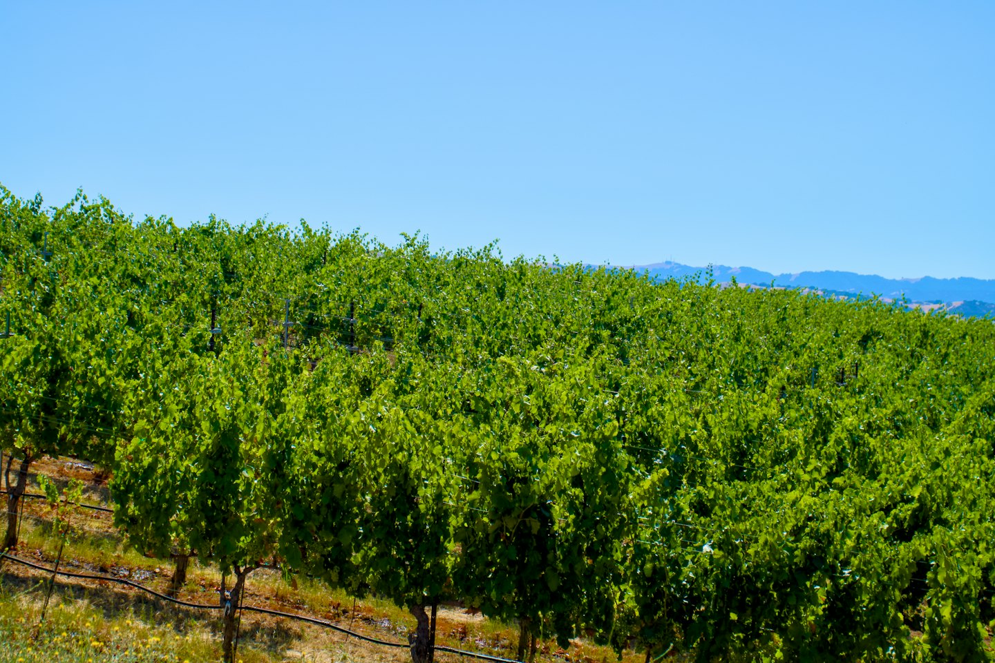Green grapevines on a sunny hillside with mountains.