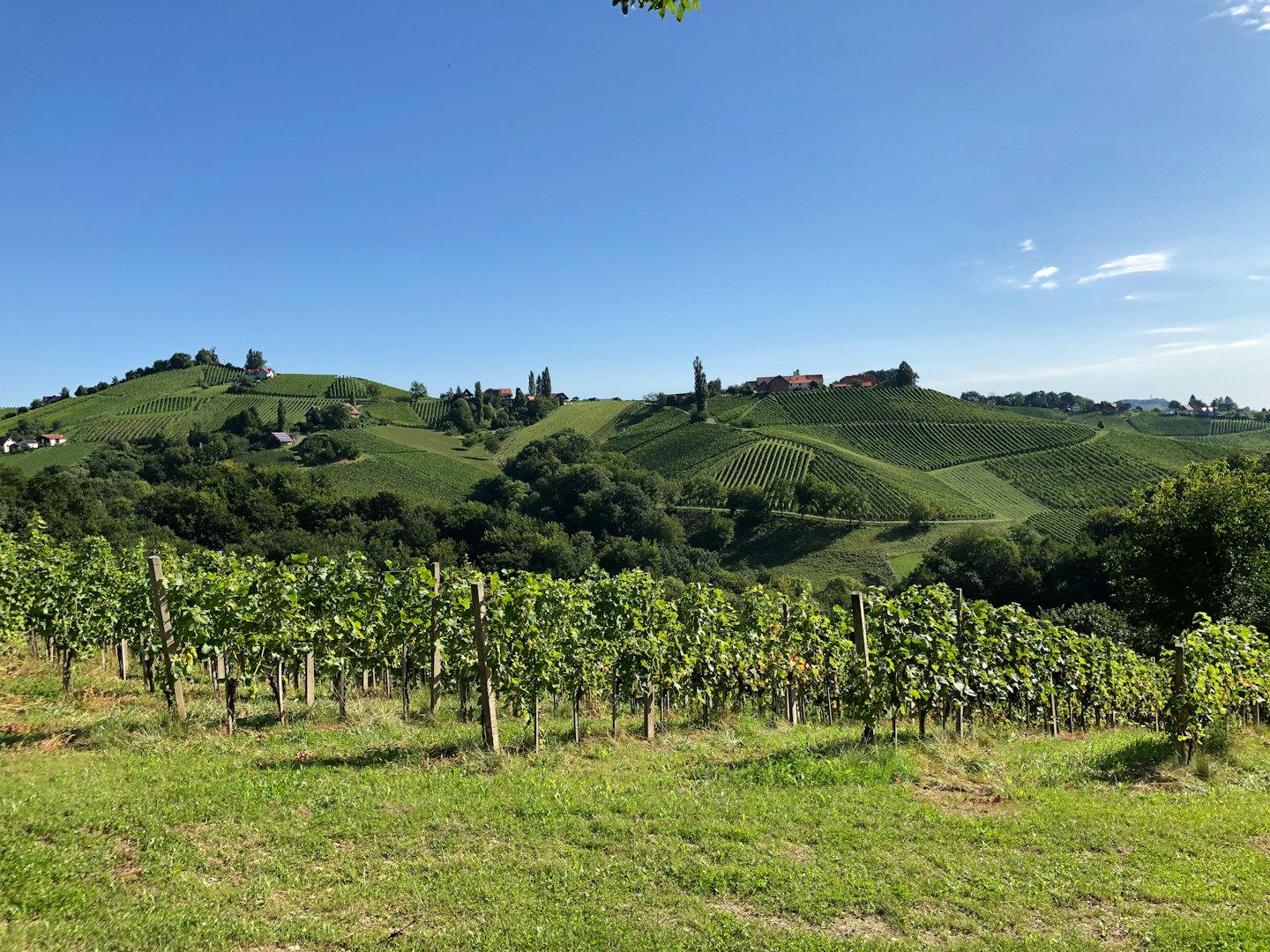 Green grapevines stretch across rolling hills under a sunny blue sky.
