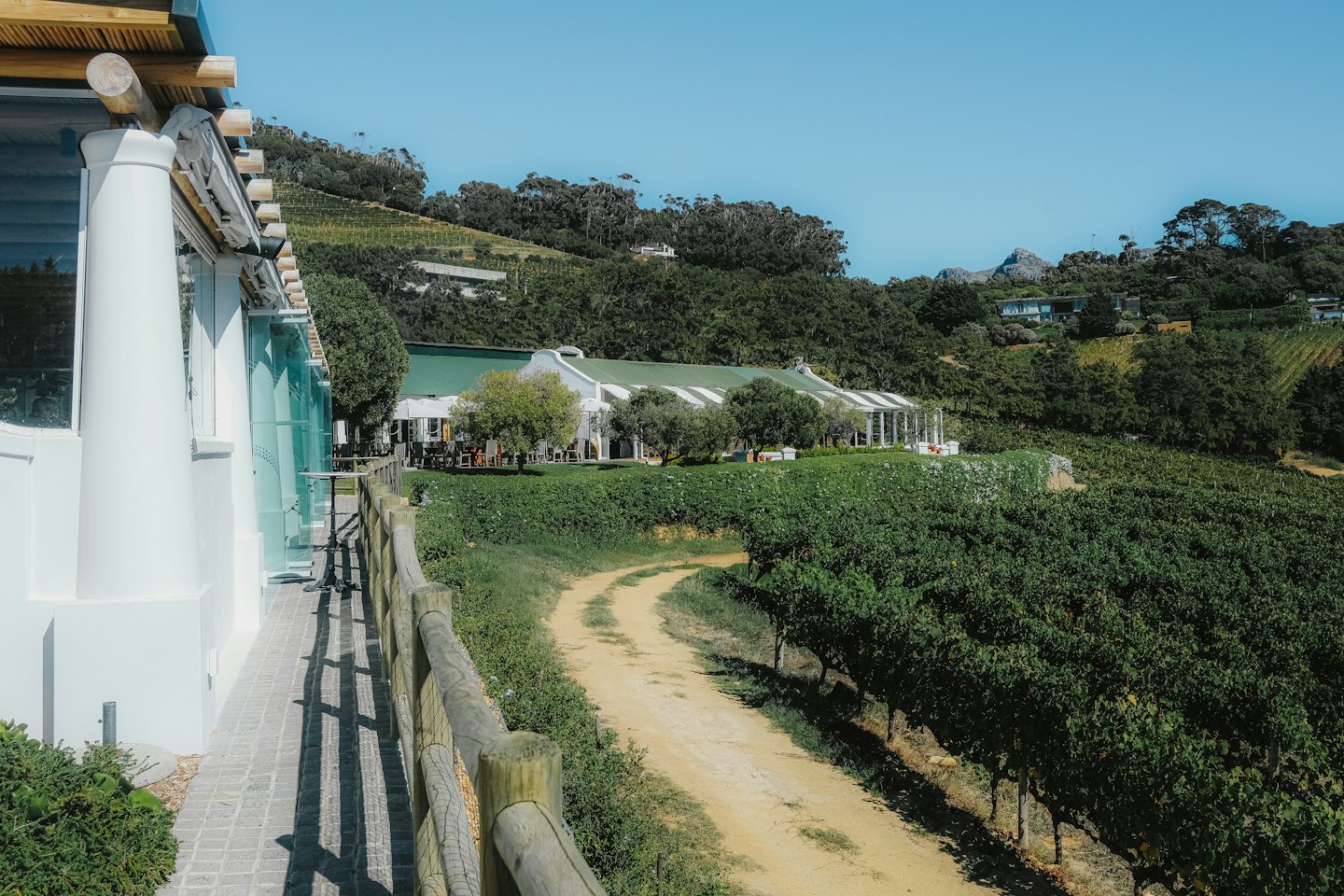 Vineyard estate with green grapevines stretching across rolling hills.